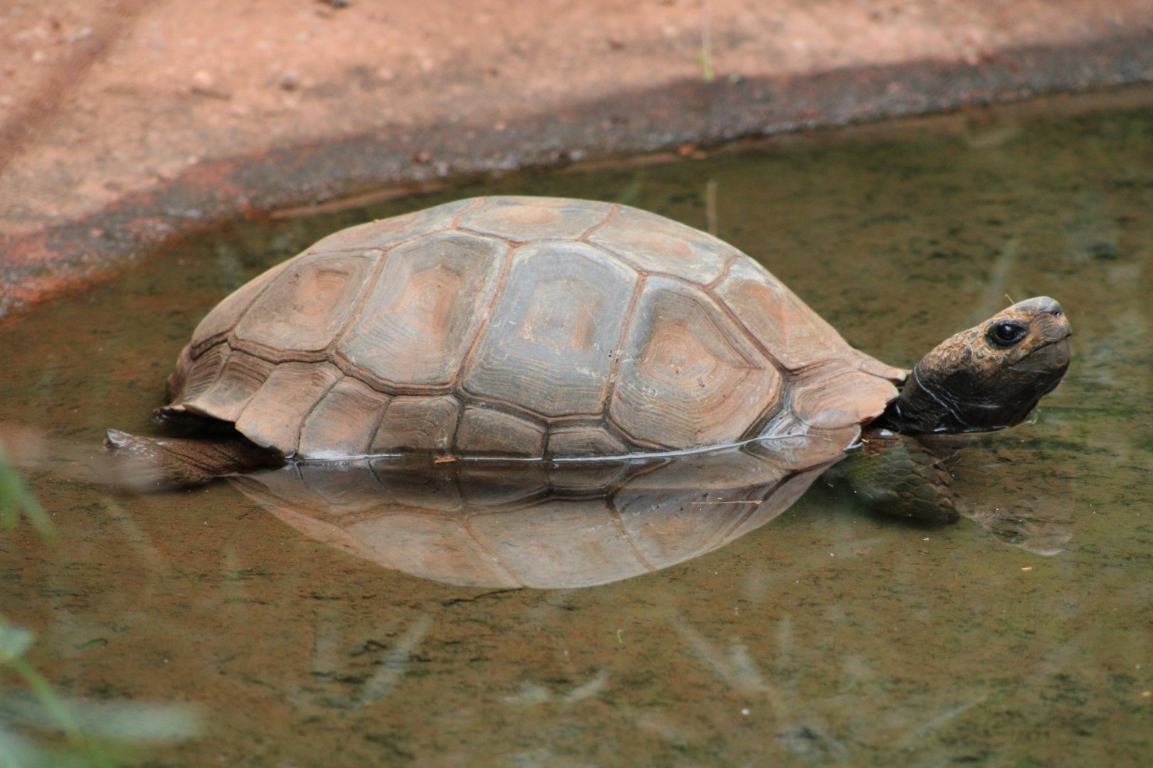 Brown Mountain Tortoise (M. e. emys)