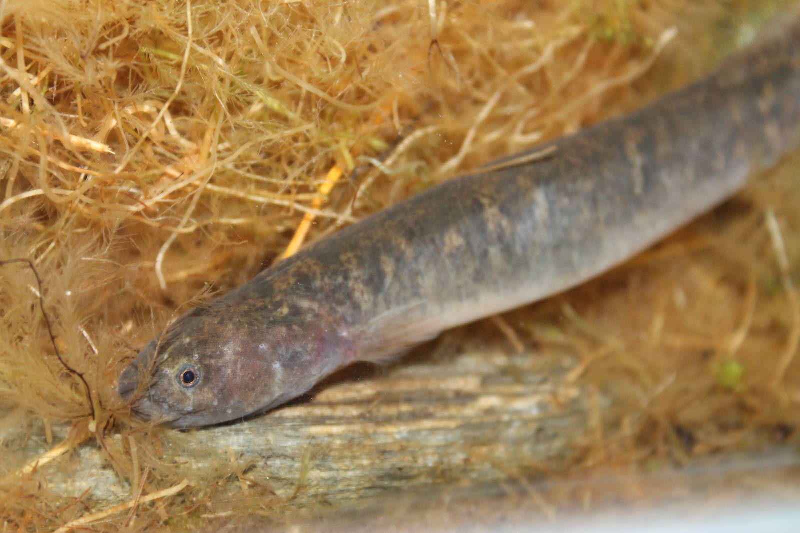 brown mudfish (Neochanna apoda)