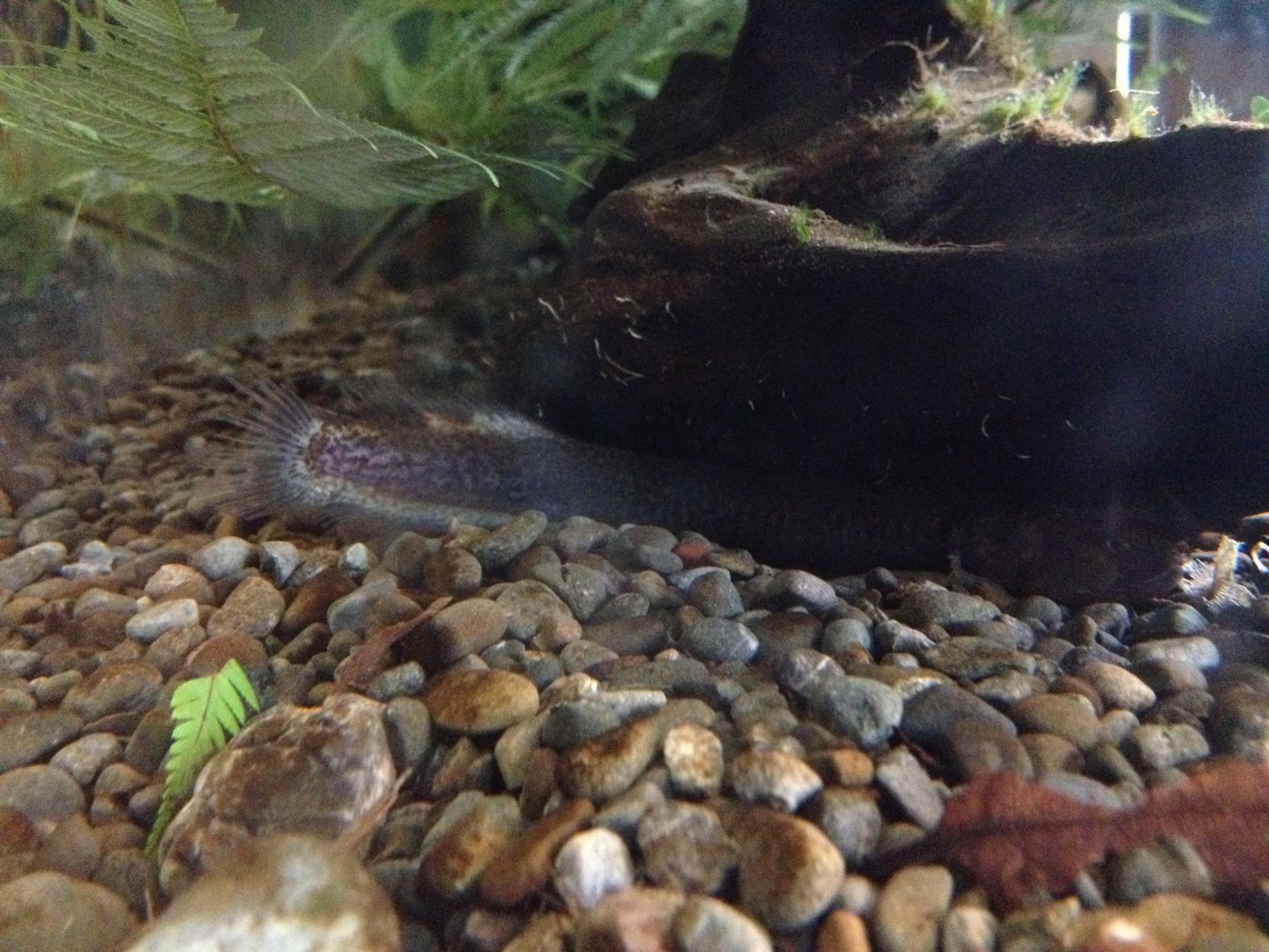Brown Mudfish (Neochanna apoda)