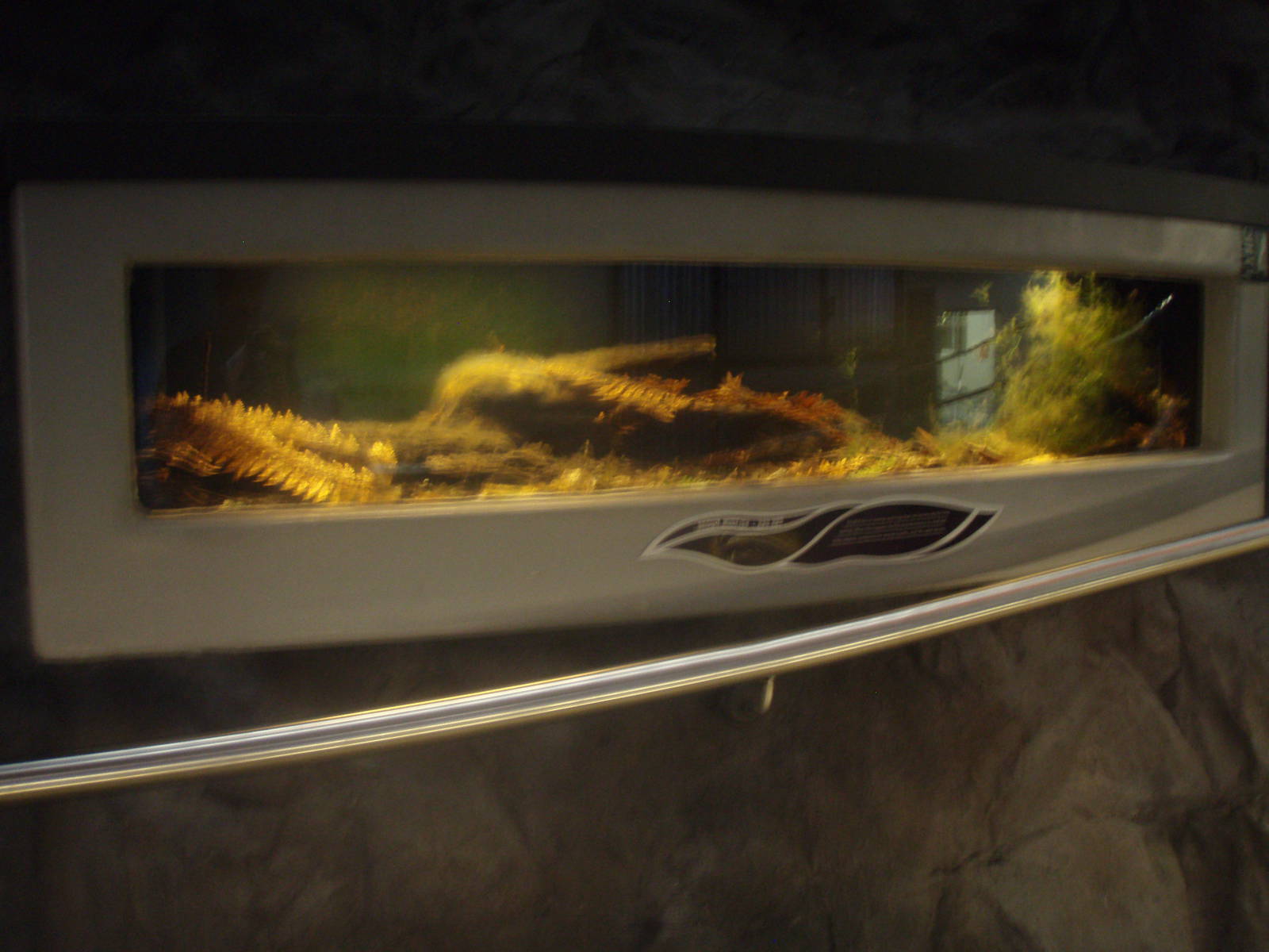 Brown Mudfish Tank - Tongariro National Trout Centre