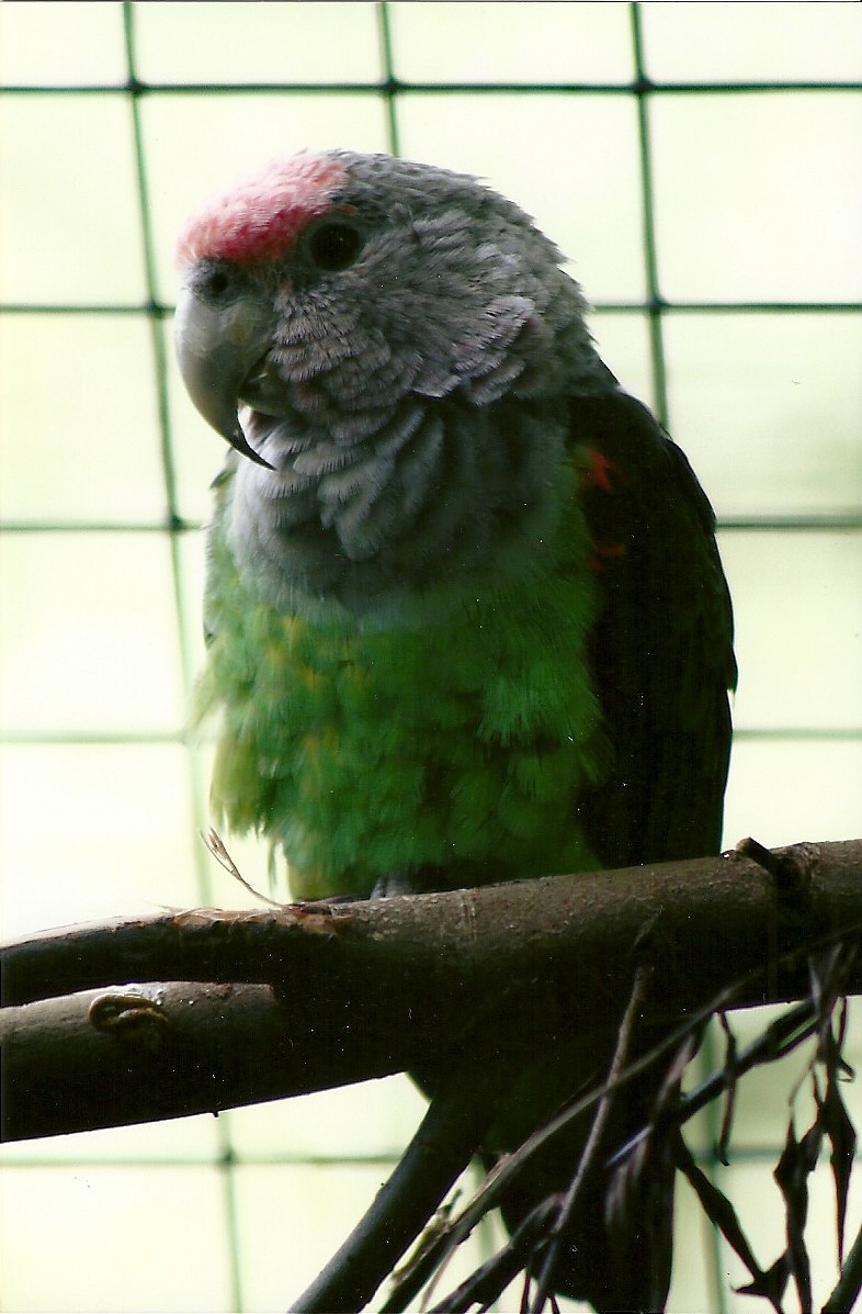 Brown-necked Parrot, 7th September 2010