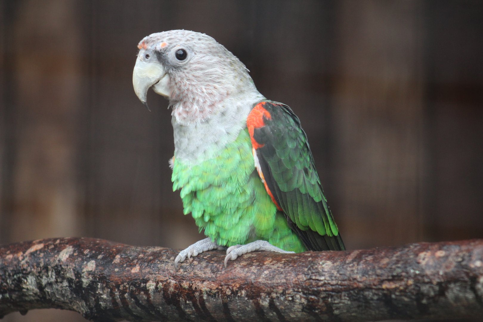 Brown-Necked Parrot