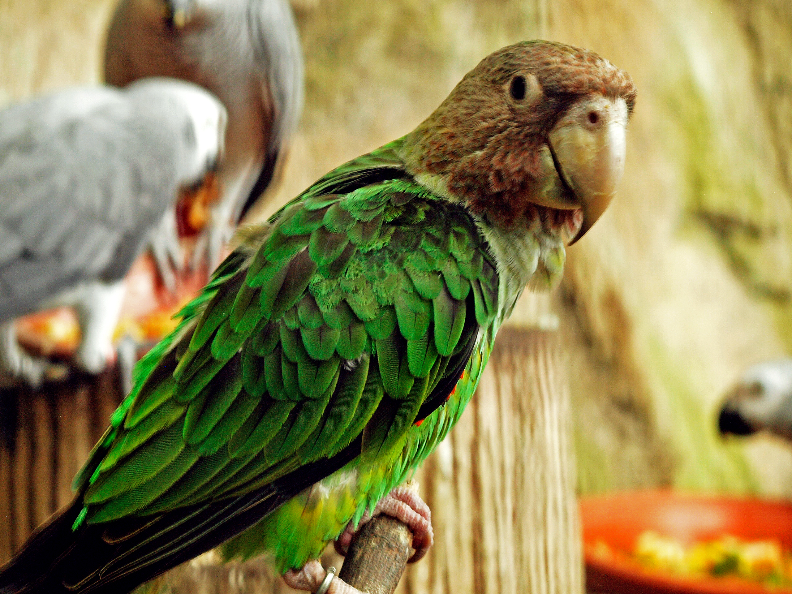 Brown-necked parrot