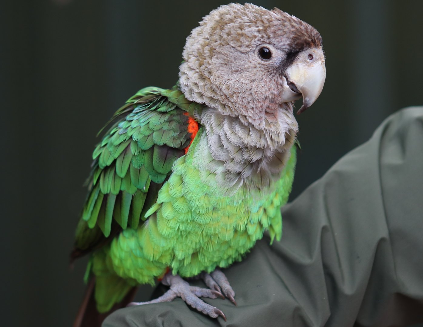 Brown-necked Parrot