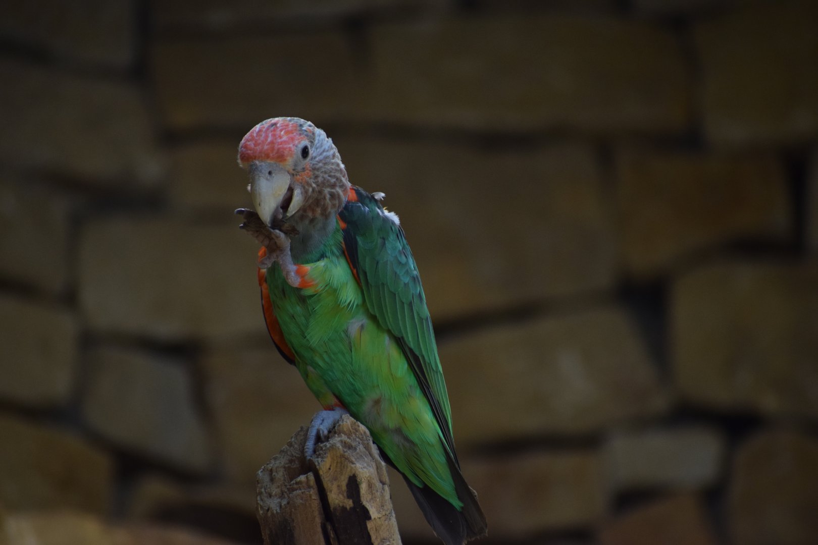 Brown-necked parrot