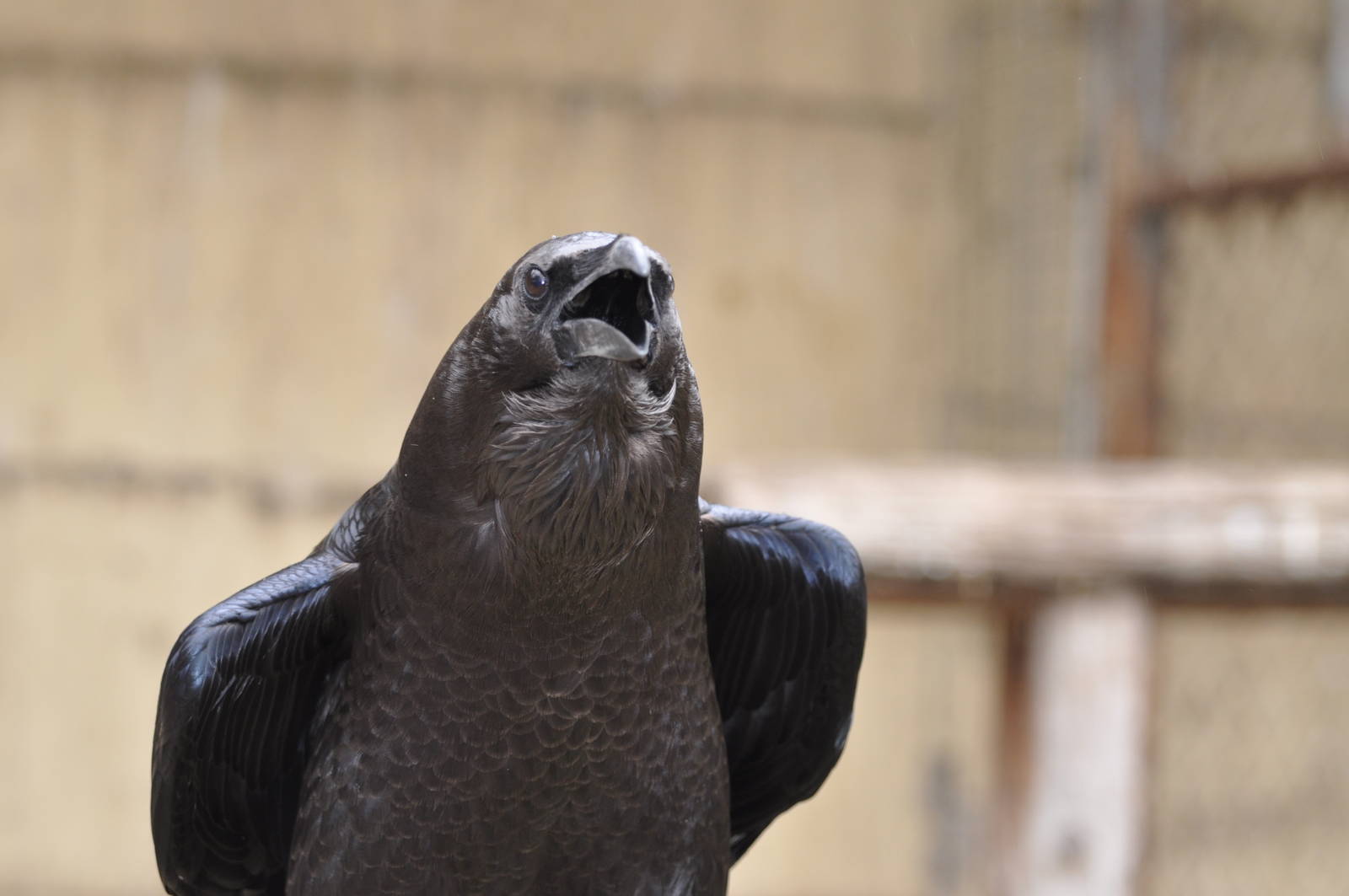 Brown-necked raven/ Corvus ruficollis