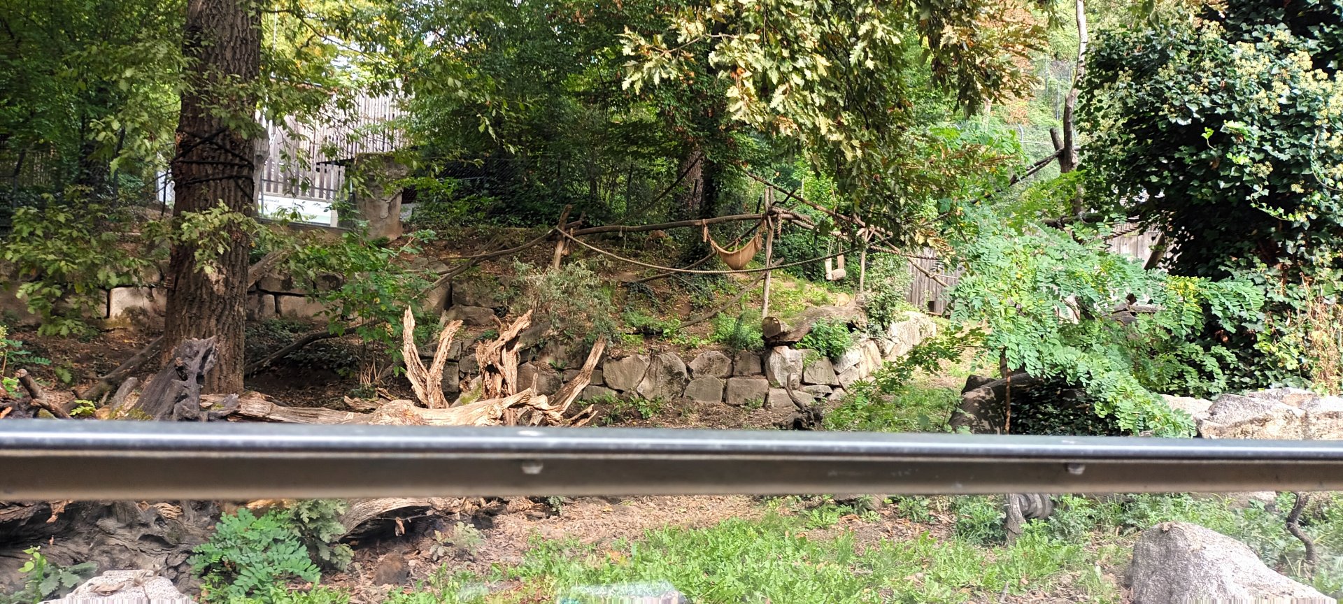 Brown noased Coati Enclosure