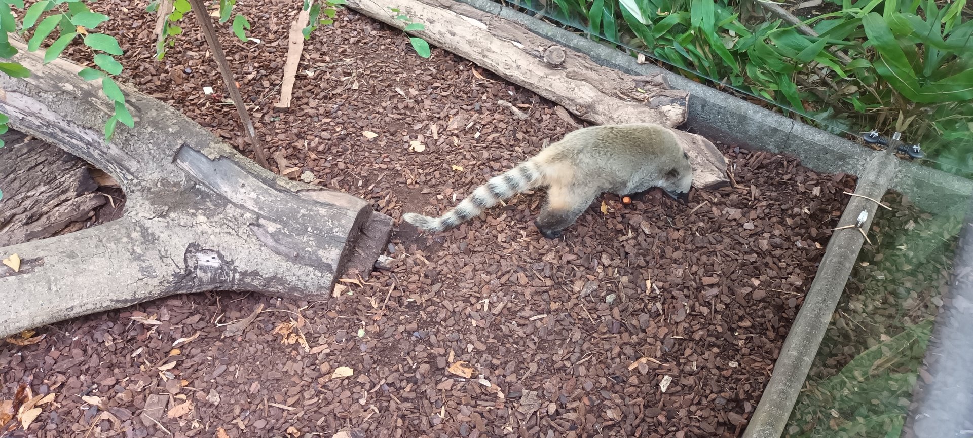 Brown noased Coati