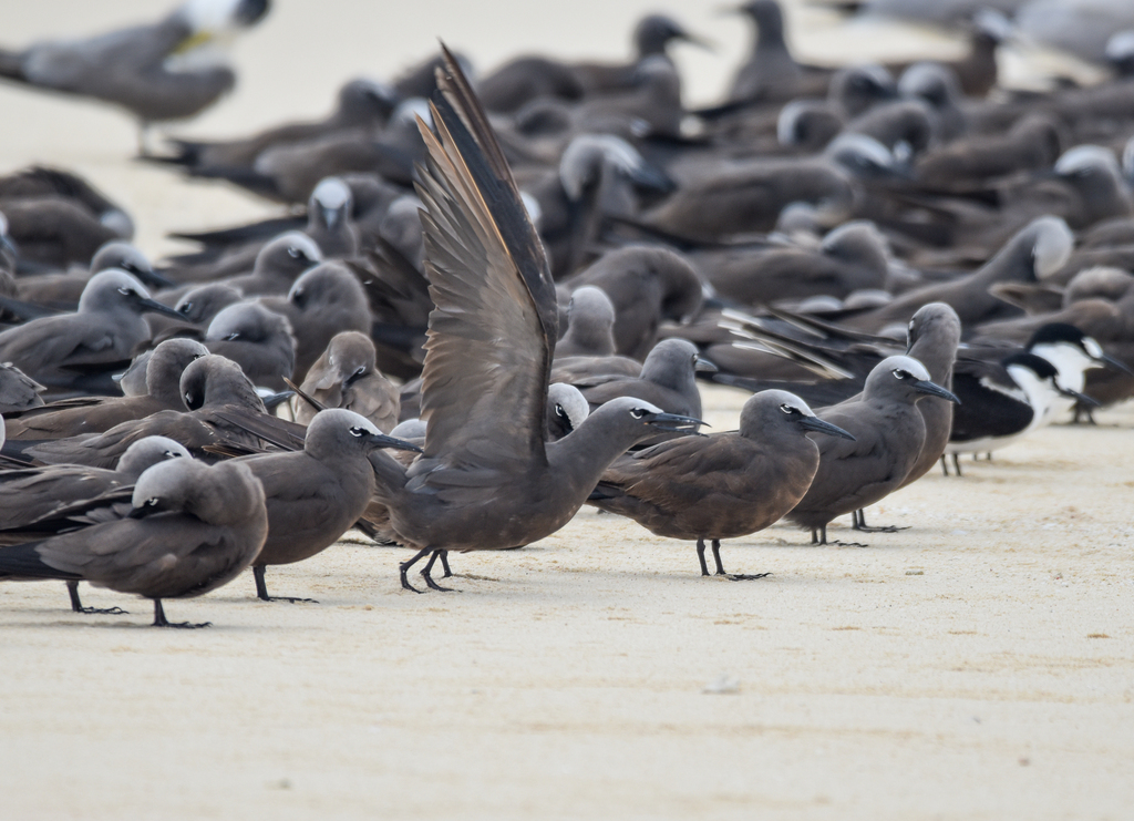 Brown Noddies