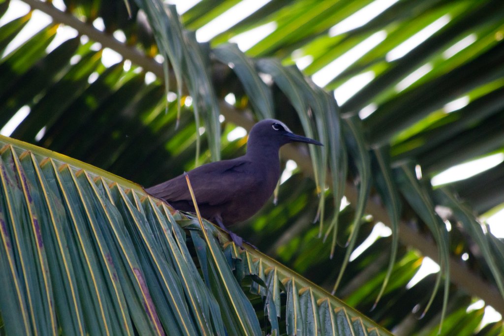 Brown Noddy (Anous stolidus)