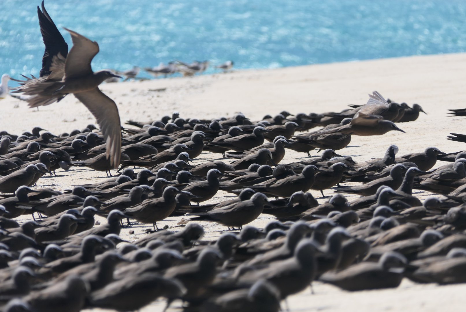 Brown Noddy (Anous stolidus)