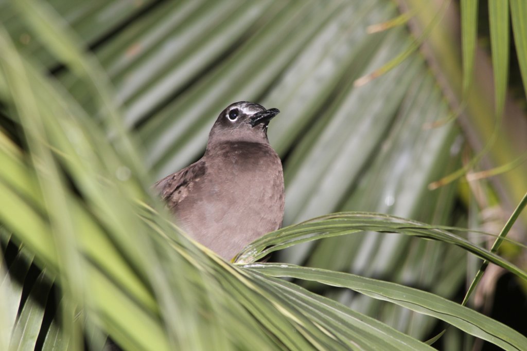 Brown Noddy at night (Anous stolidus)