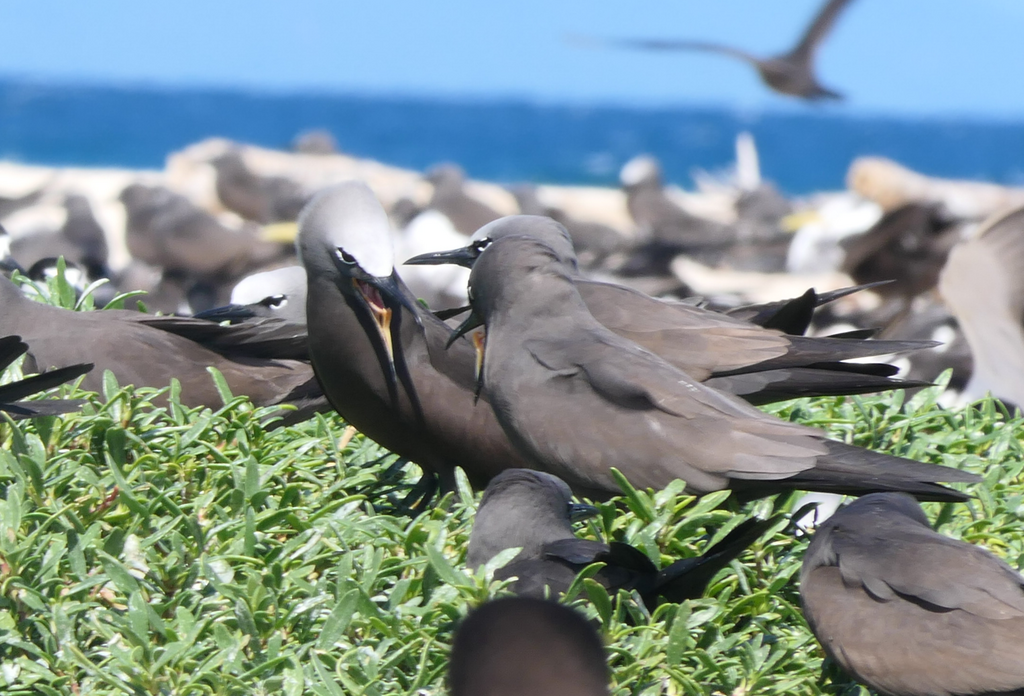 Brown Noddy