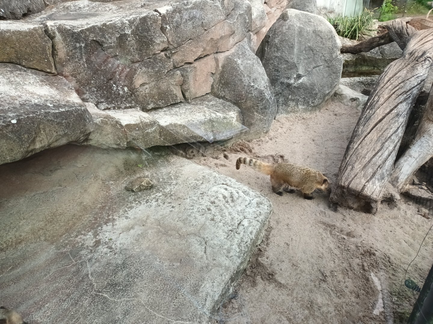 Brown nosed Coati Enclosure