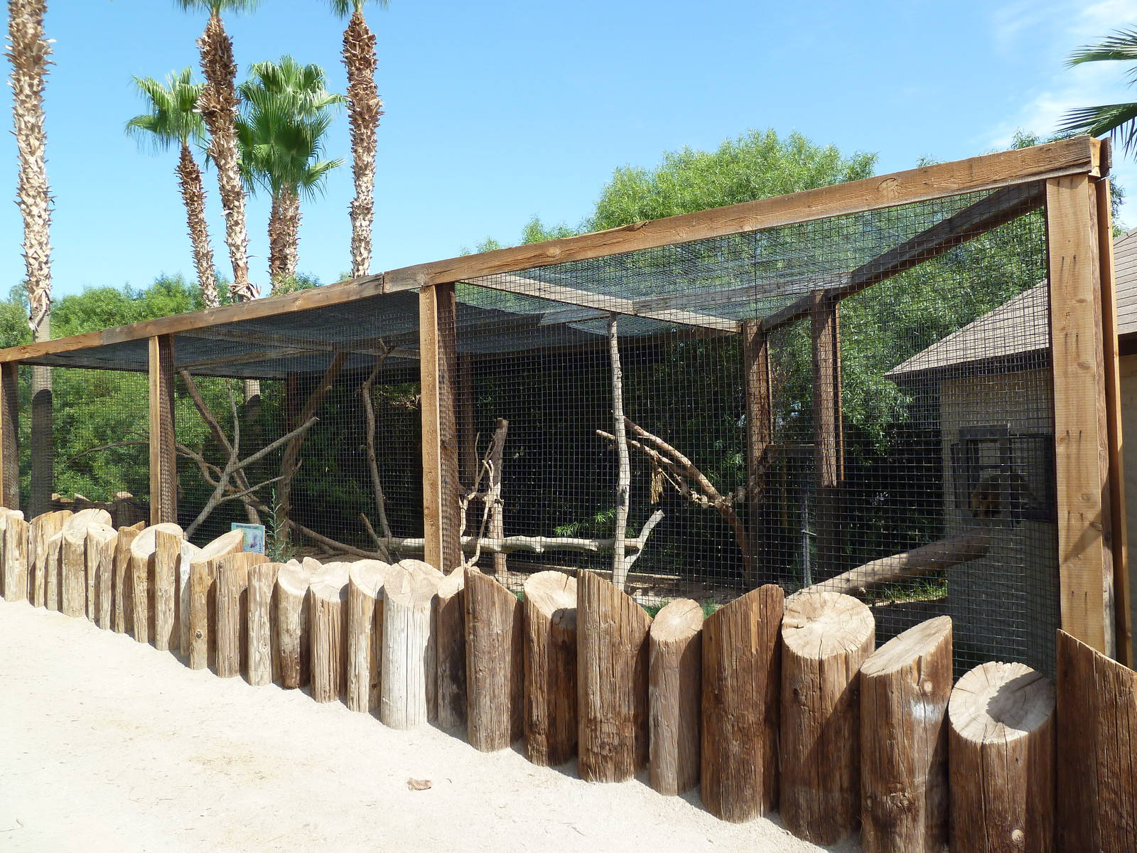 Brown-Nosed Coati Exhibit