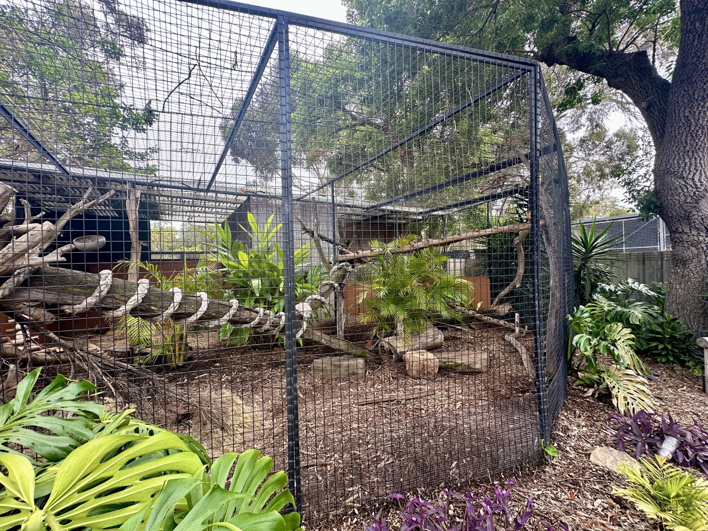 Brown-nosed Coati Exhibit