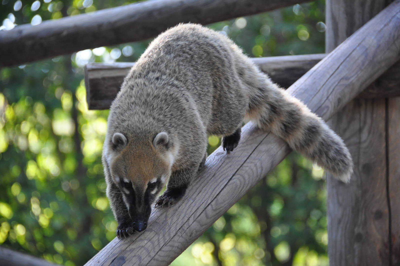 Brown-nosed coati/ Nasua nasua