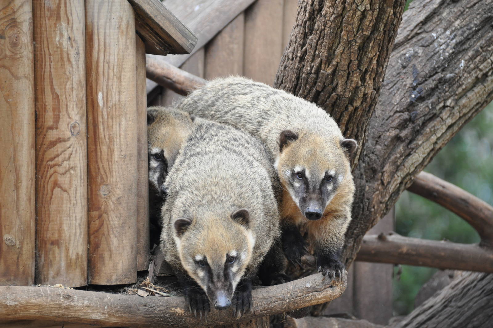 Brown-nosed coati/ Nasua nasua