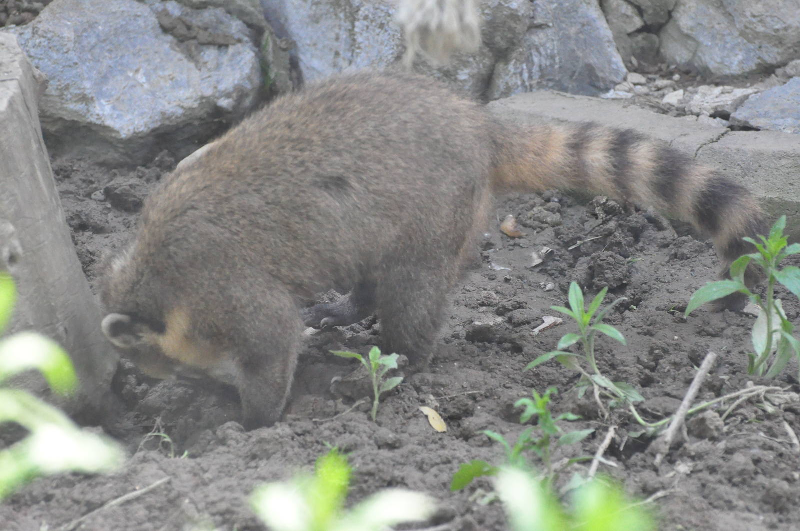 Brown-nosed coati/ Nasua nasua