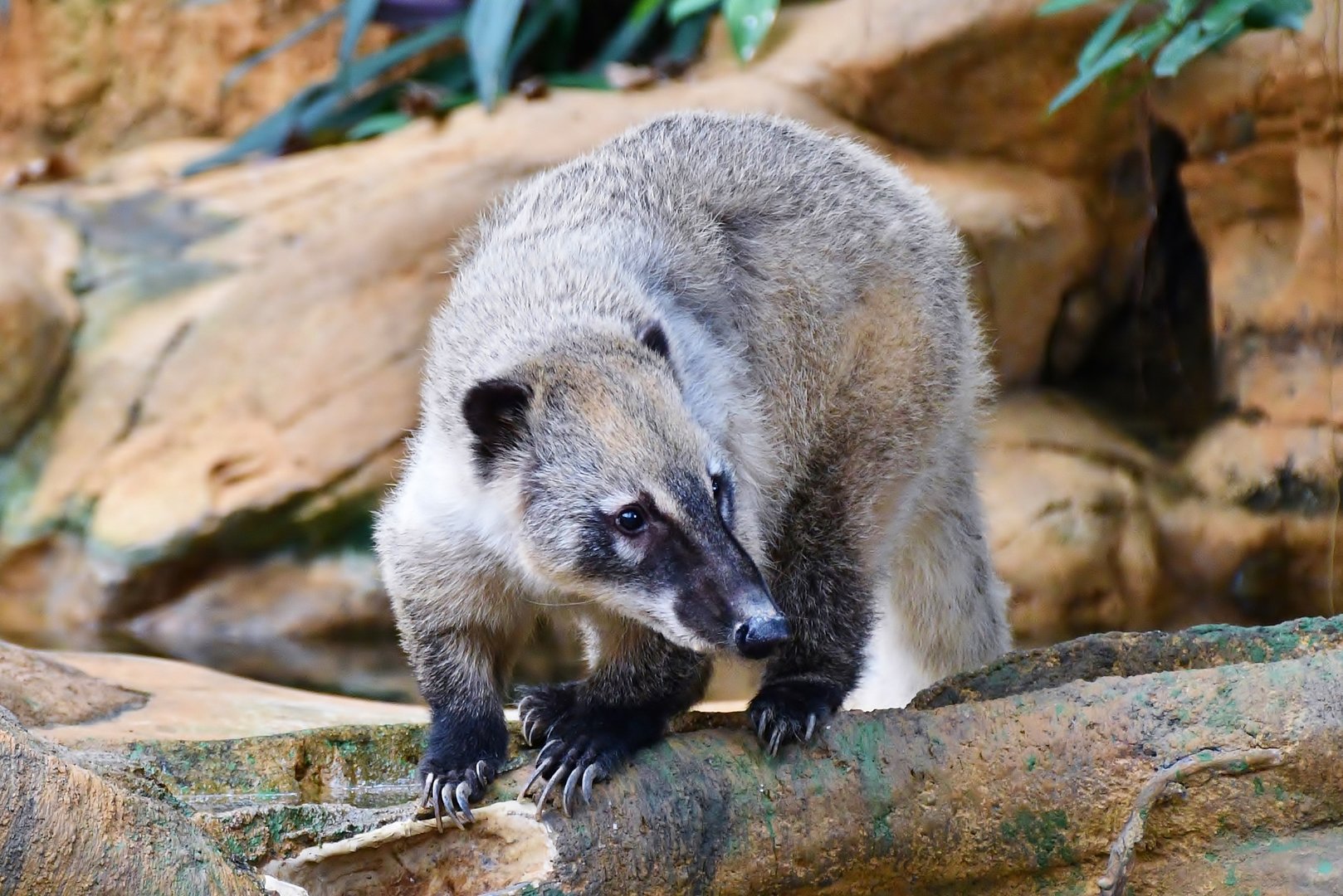 Brown-nosed Coati (Nasua nasua)