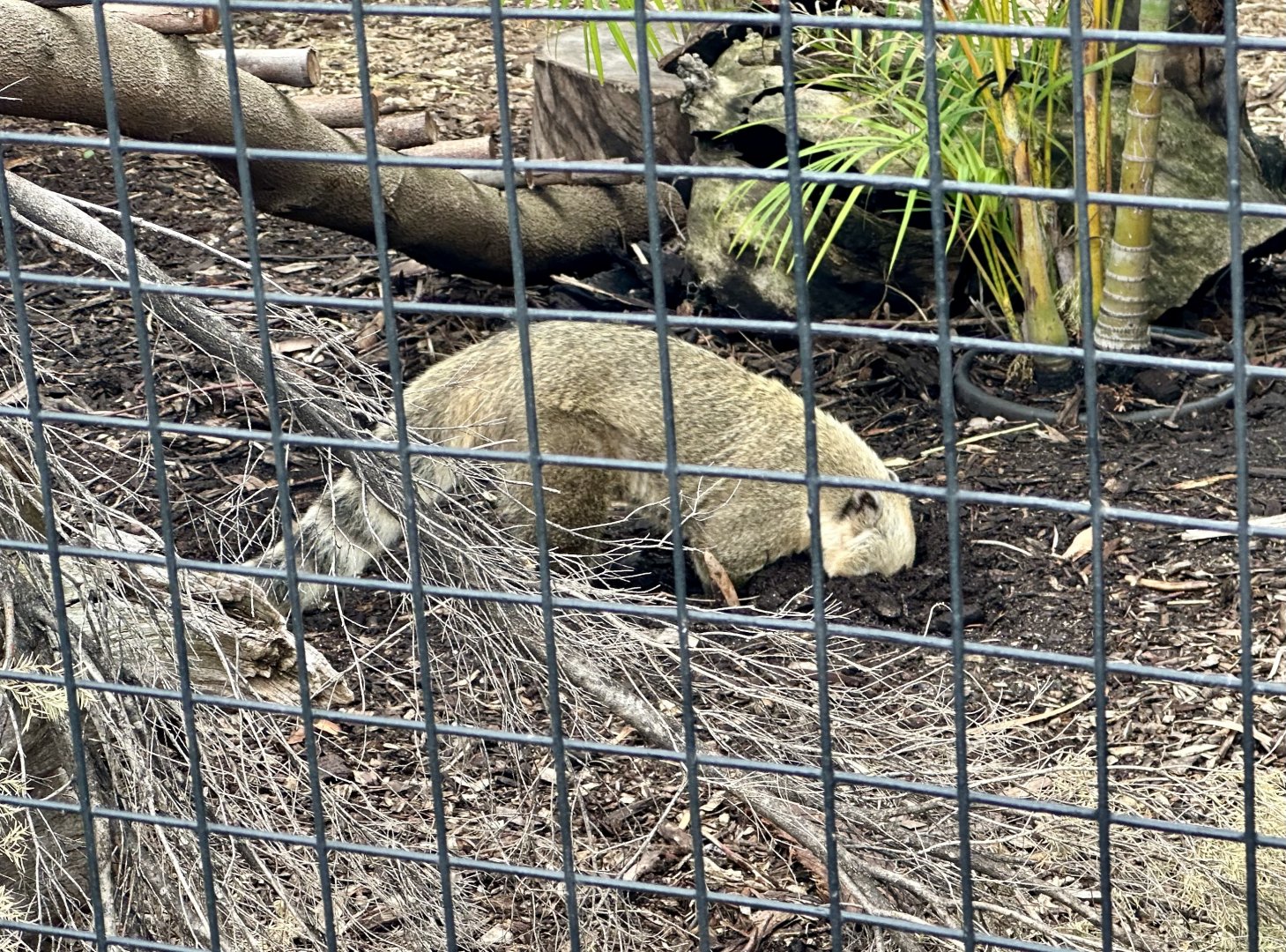 Brown-nosed coati (Nasua nasua)