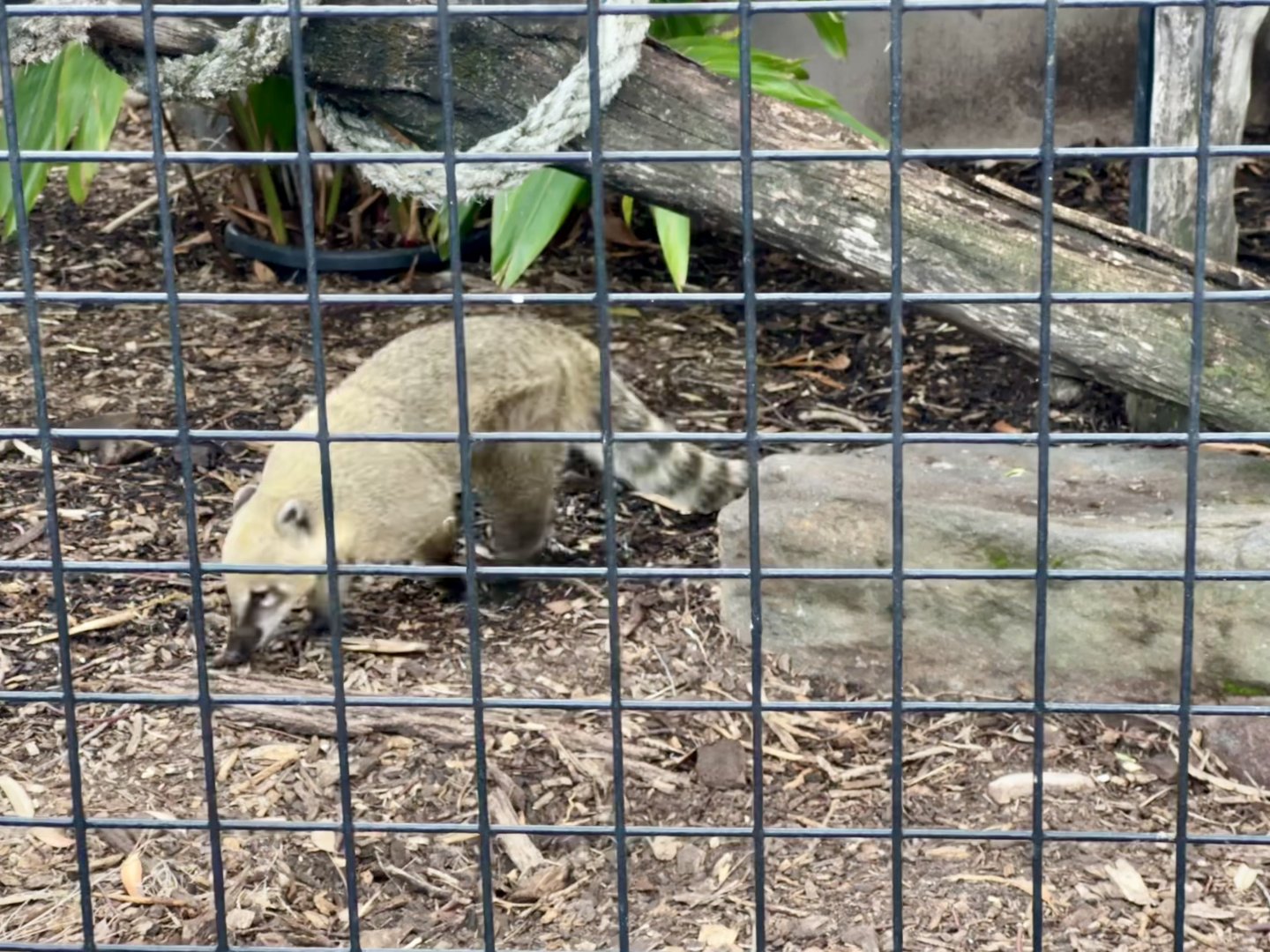 Brown-nosed coati (Nasua nasua)