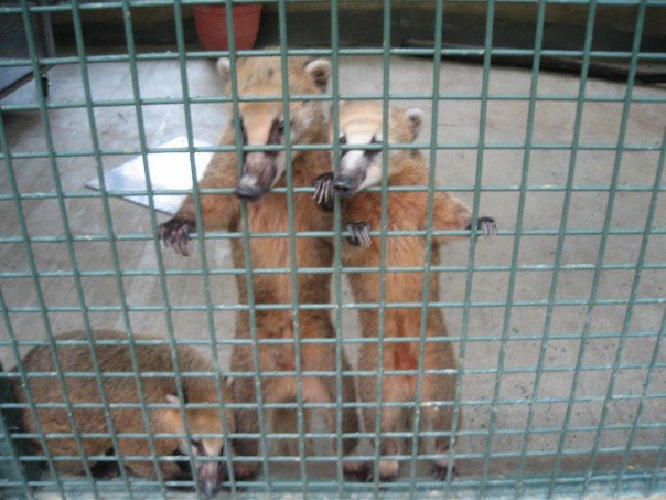 Brown-nosed Coati, Singapore Zoo