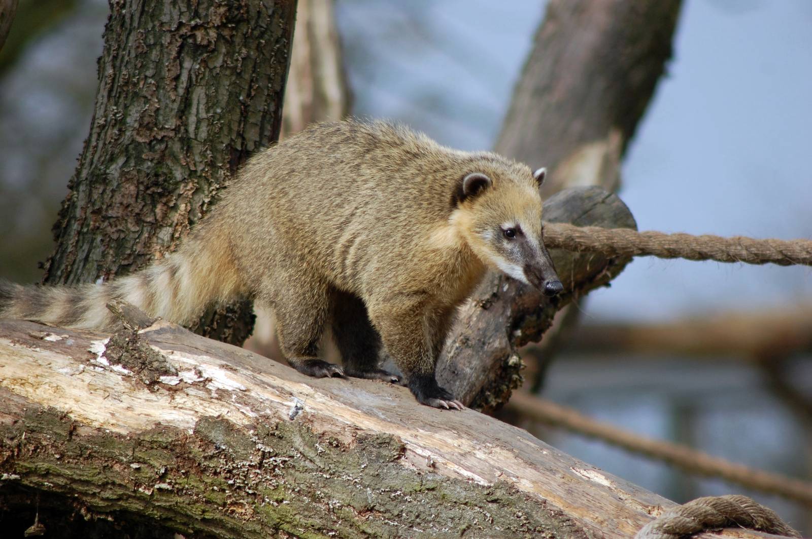 Brown-nosed Coati