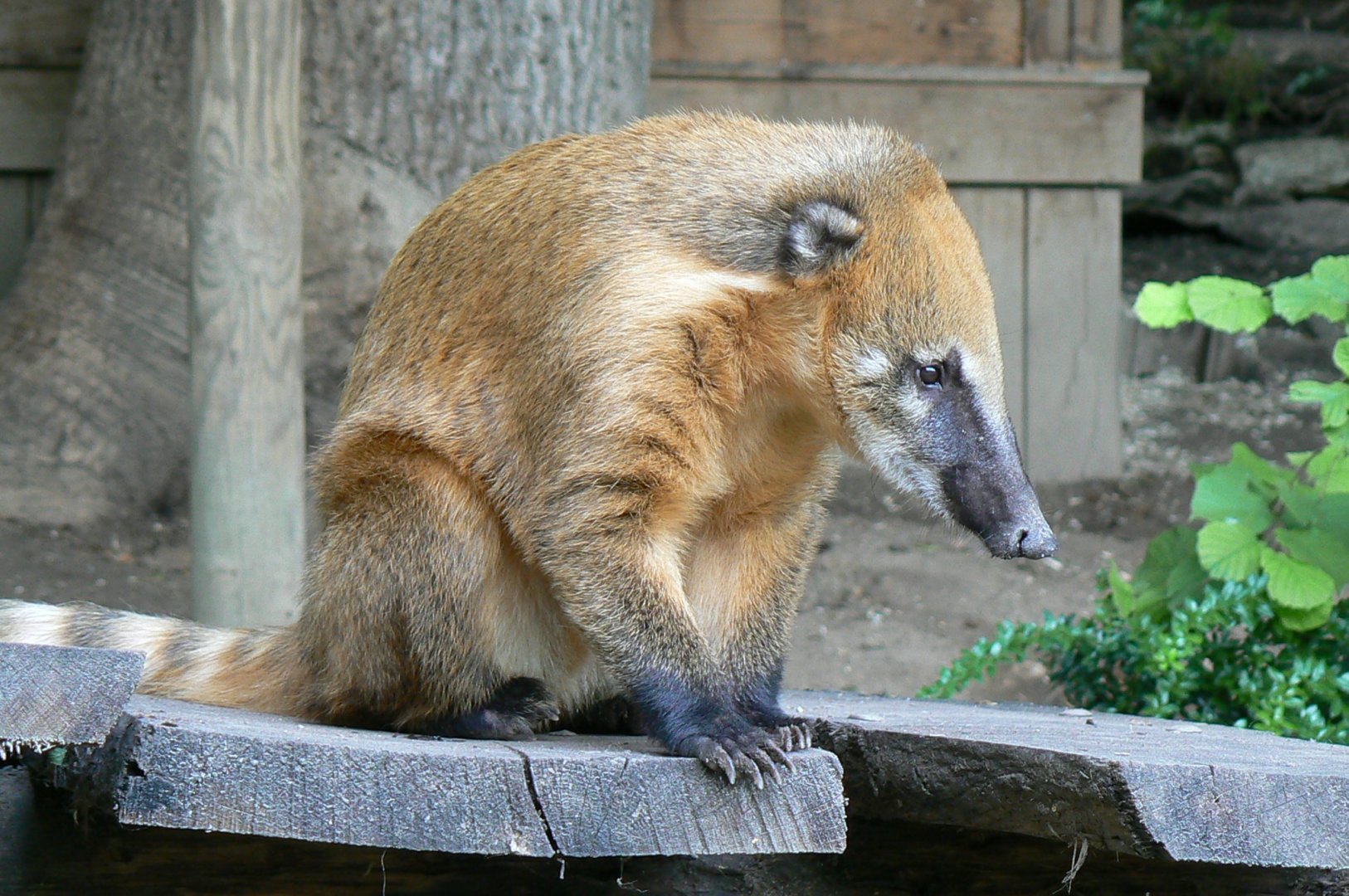 Brown-nosed coati