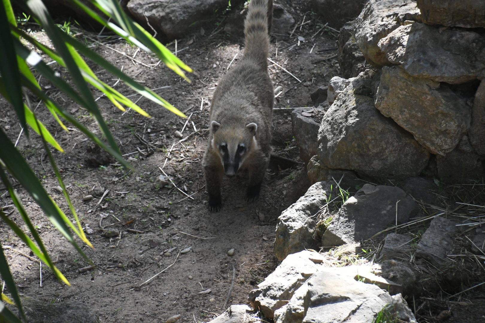 Brown-nosed Coati