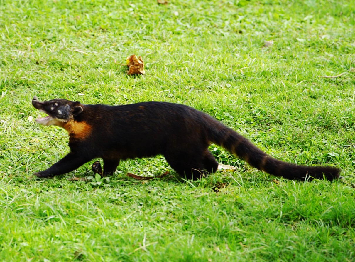 Brown-nosed Coati