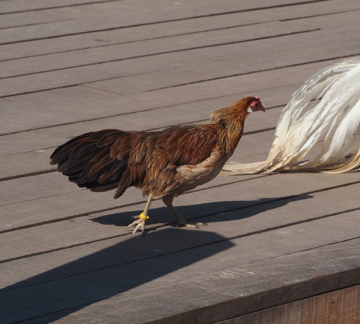 Brown Onagadori hen (Gallus gallus domesticus), 2024-09-17
