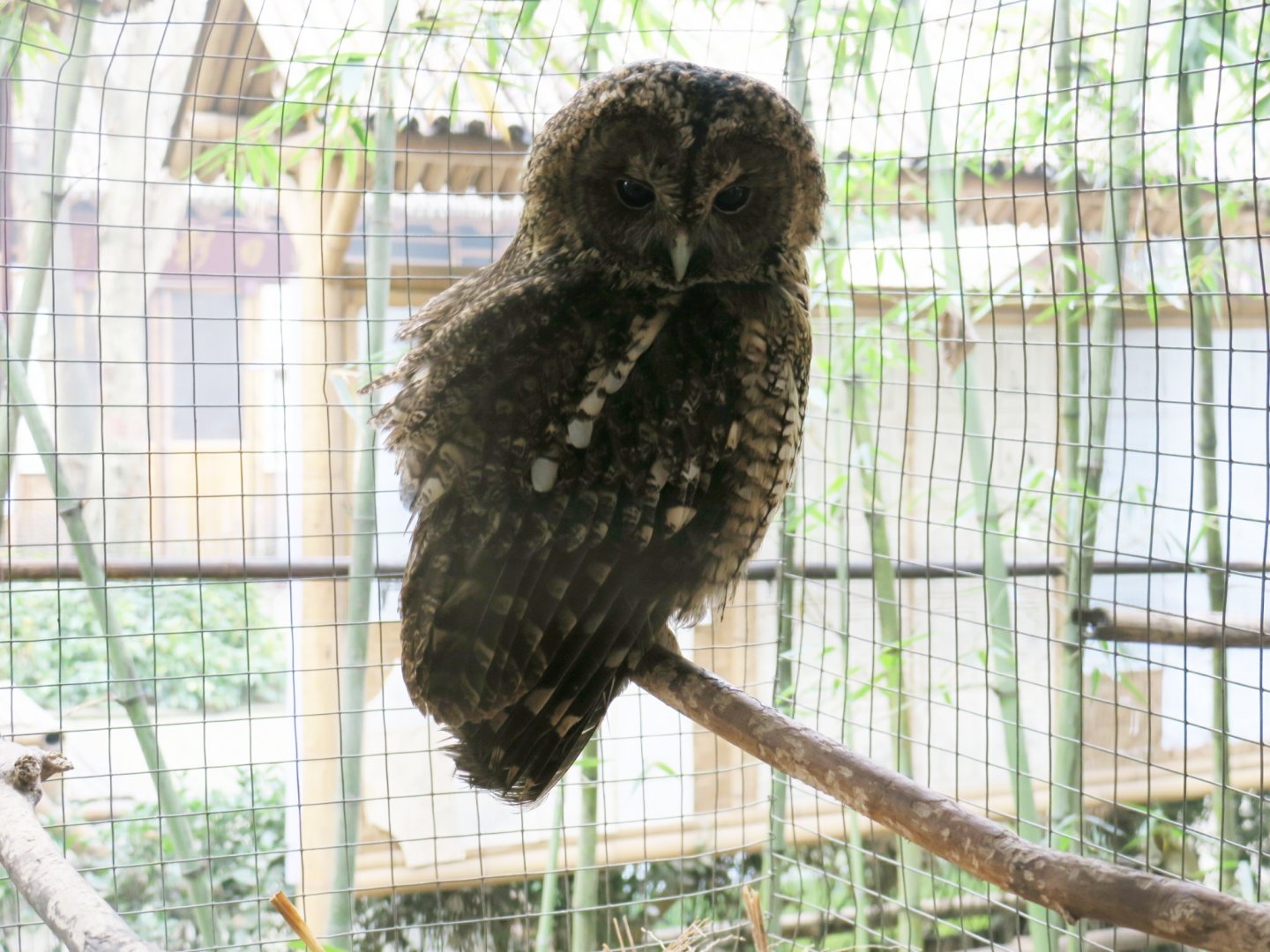 brown owl (Strix aluco)