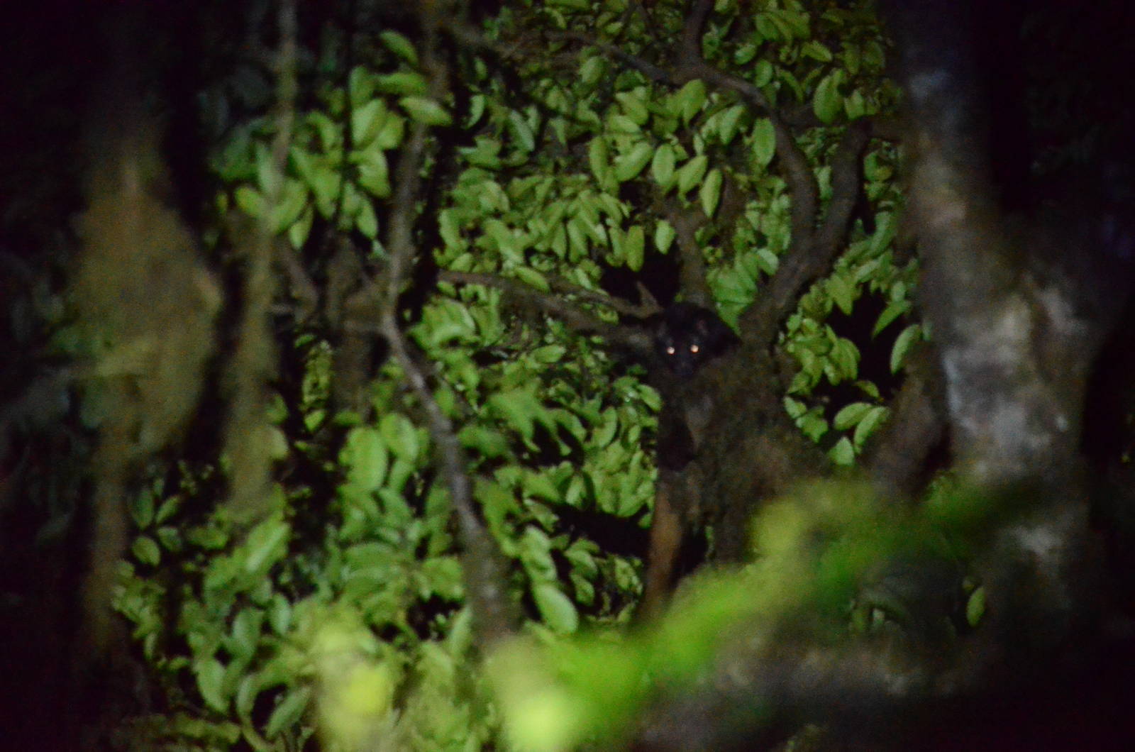 Brown Palm civet (Paradoxurus jerdoni)