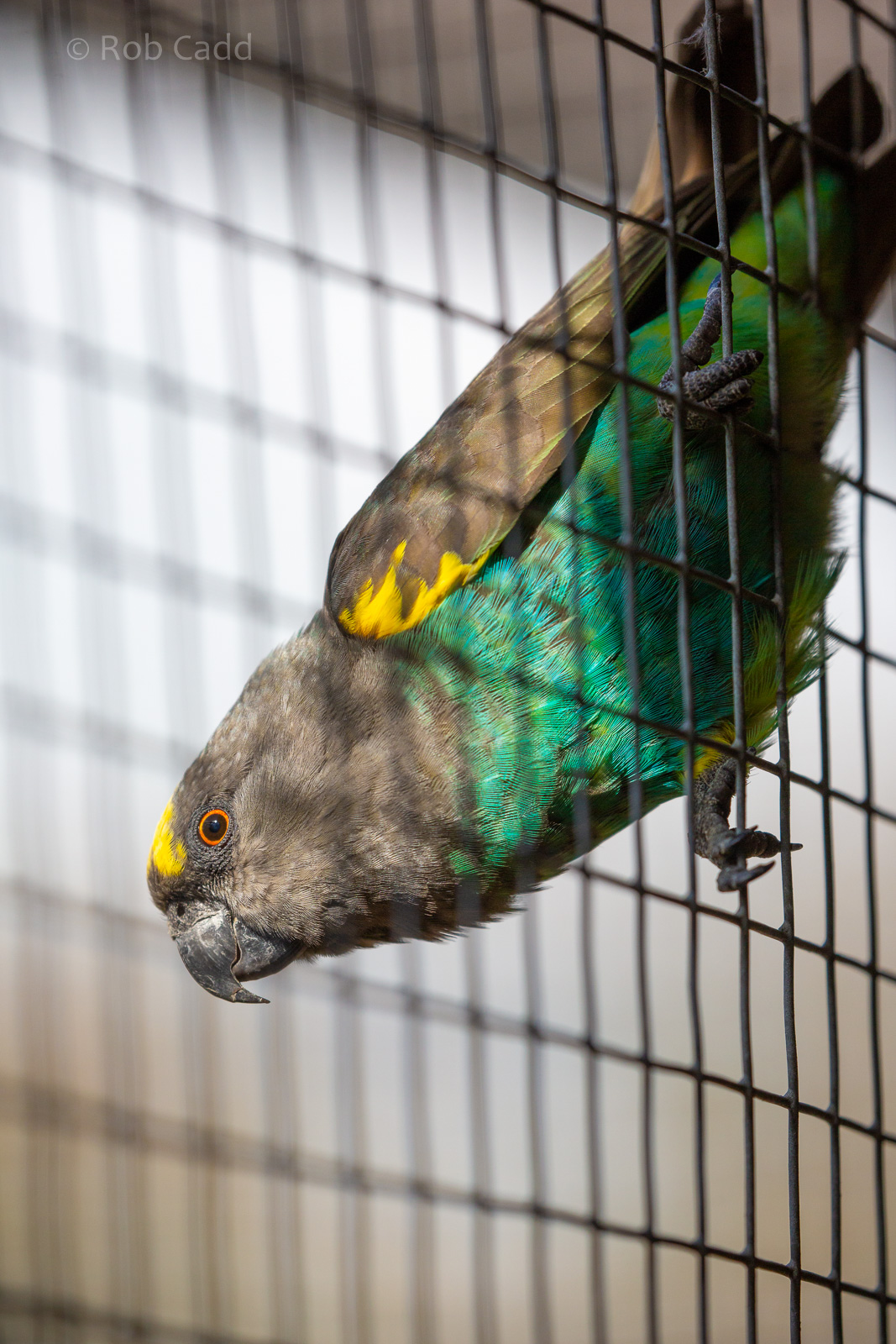 Brown parrot : Hamerton : 23 Sep 2018