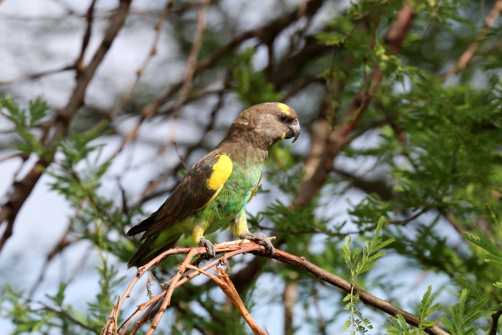 Brown Parrot