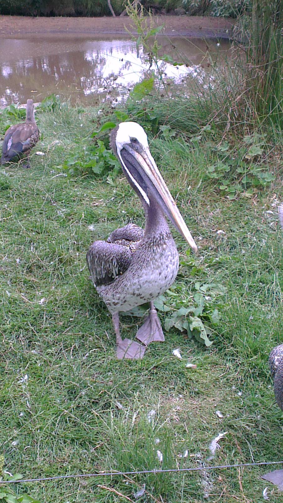 Brown Pelican 200713