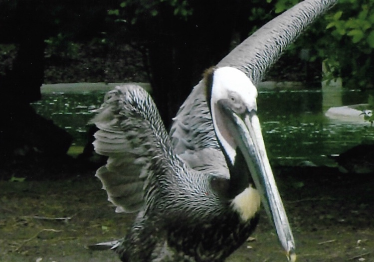 brown pelican 2010