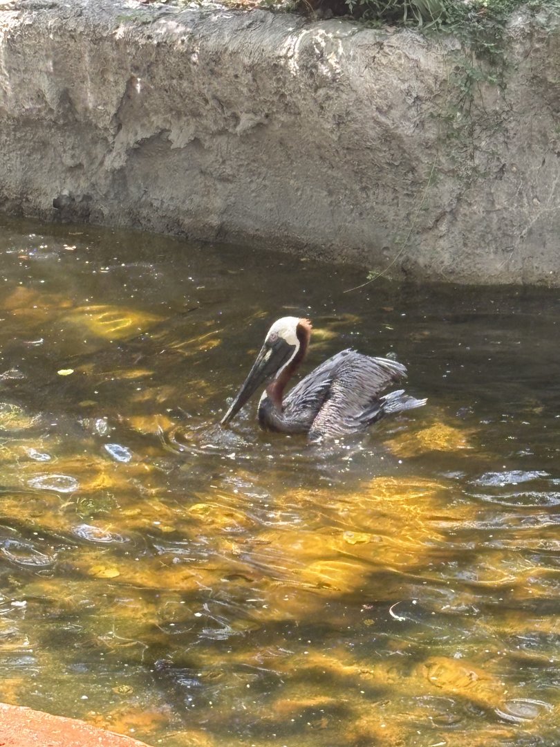 Brown Pelican - 5/27/2025