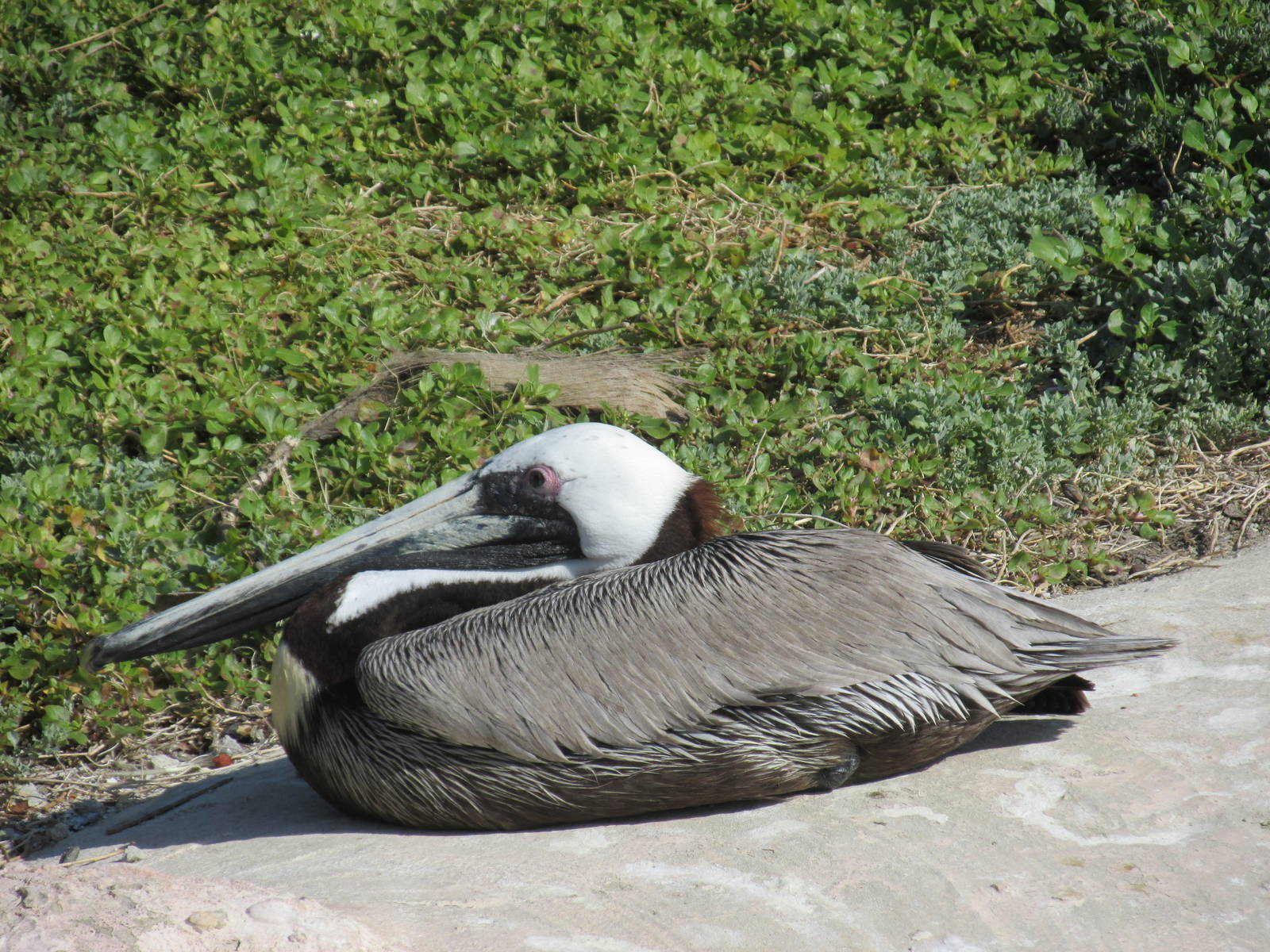 brown pelican acuario nacional