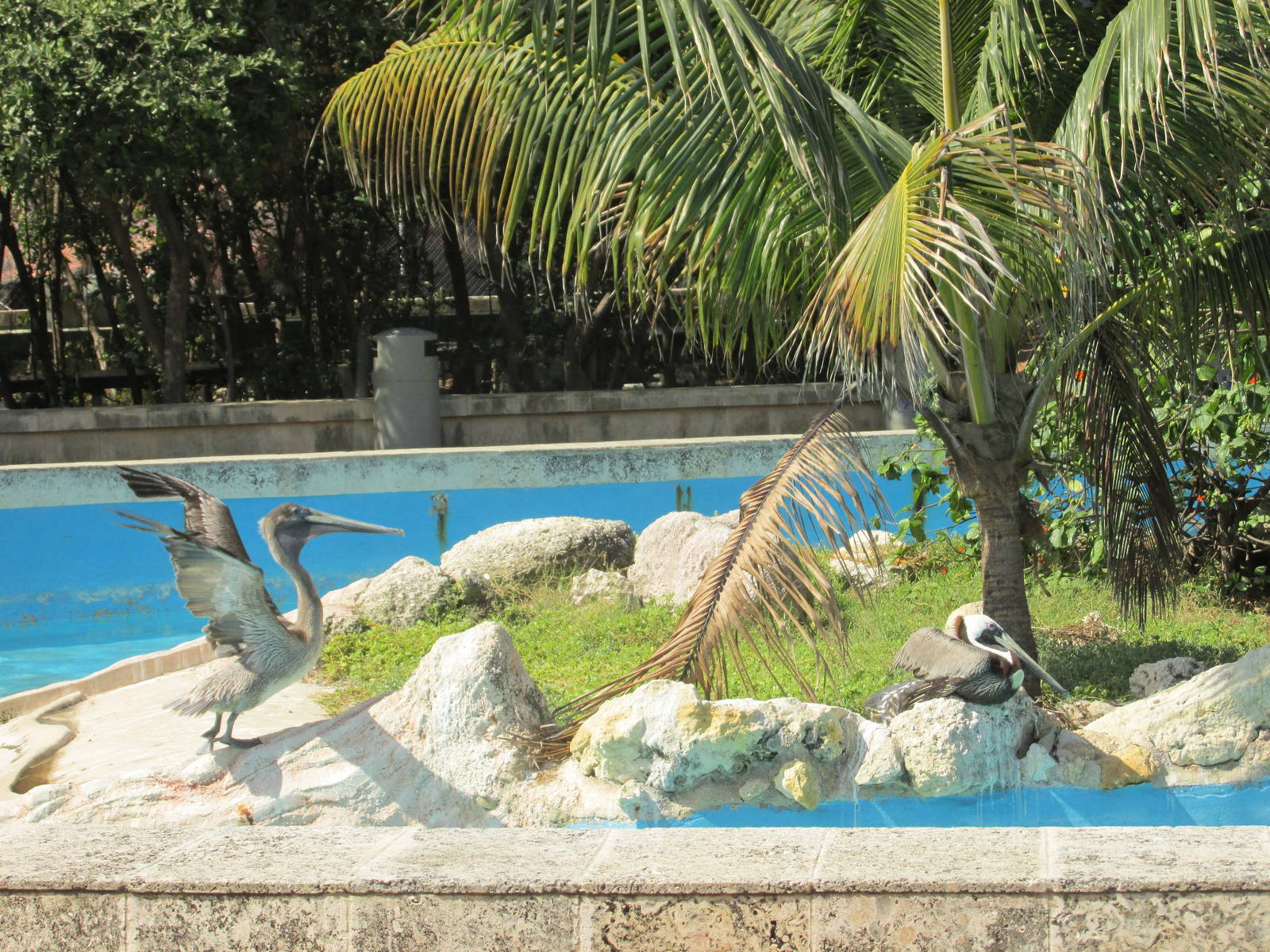 brown pelican acuario nacional