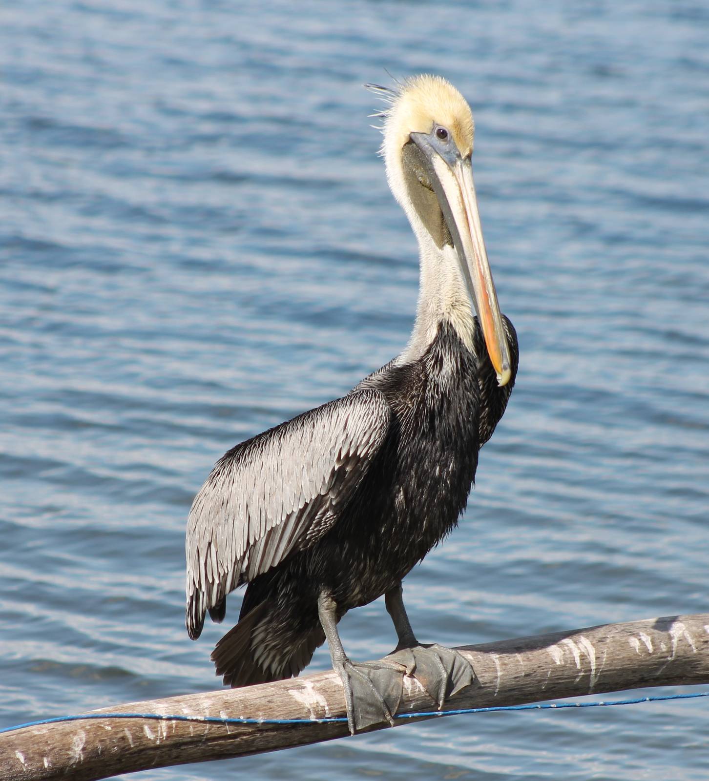 Brown pelican adult