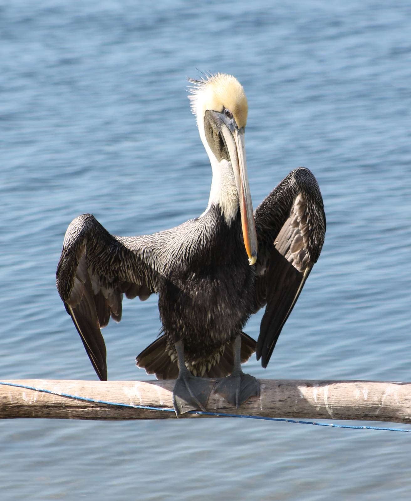 Brown pelican adult