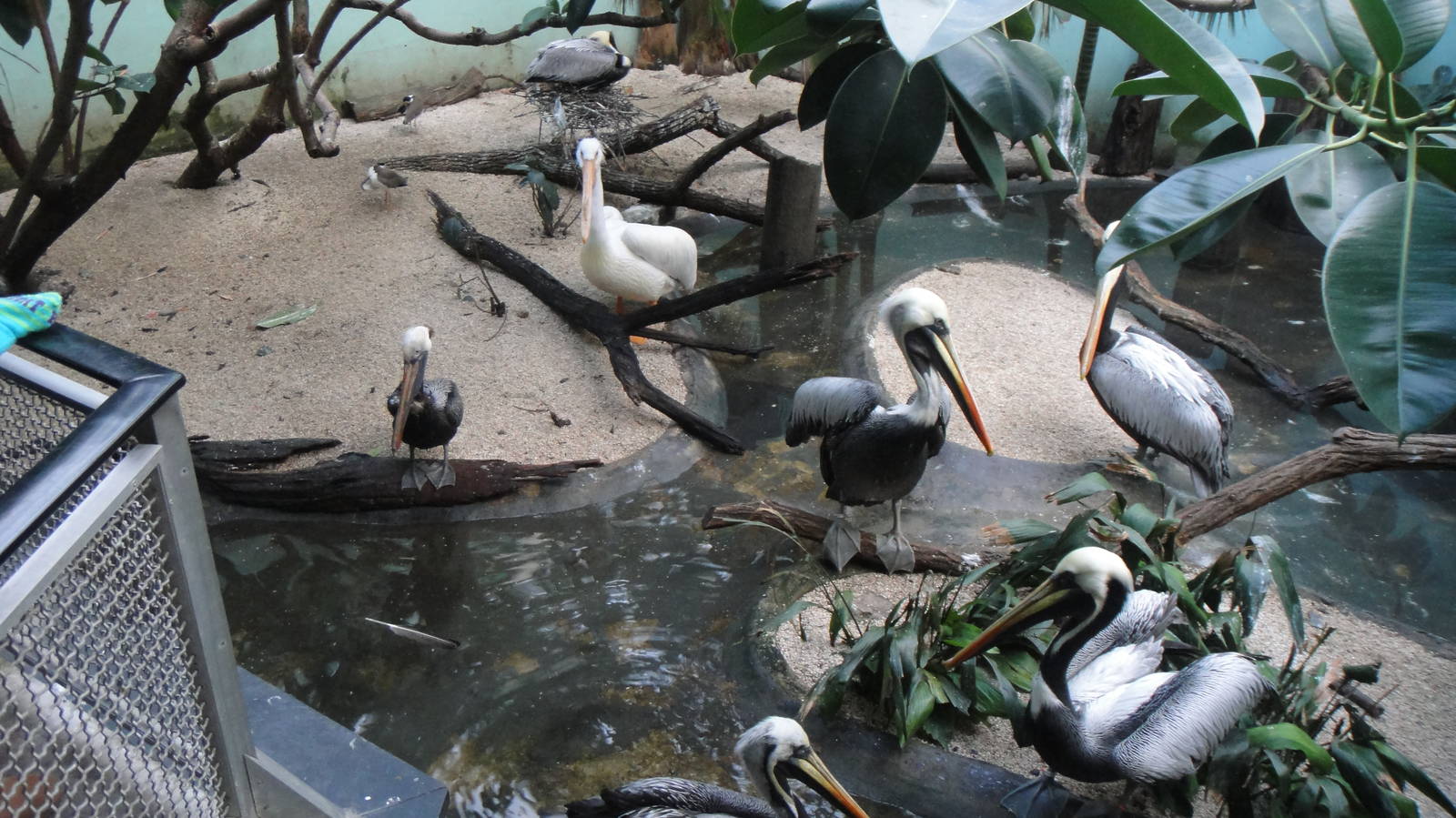 Brown pelican,  American white pelican and Peruvian pelican at Bronx zoo 20