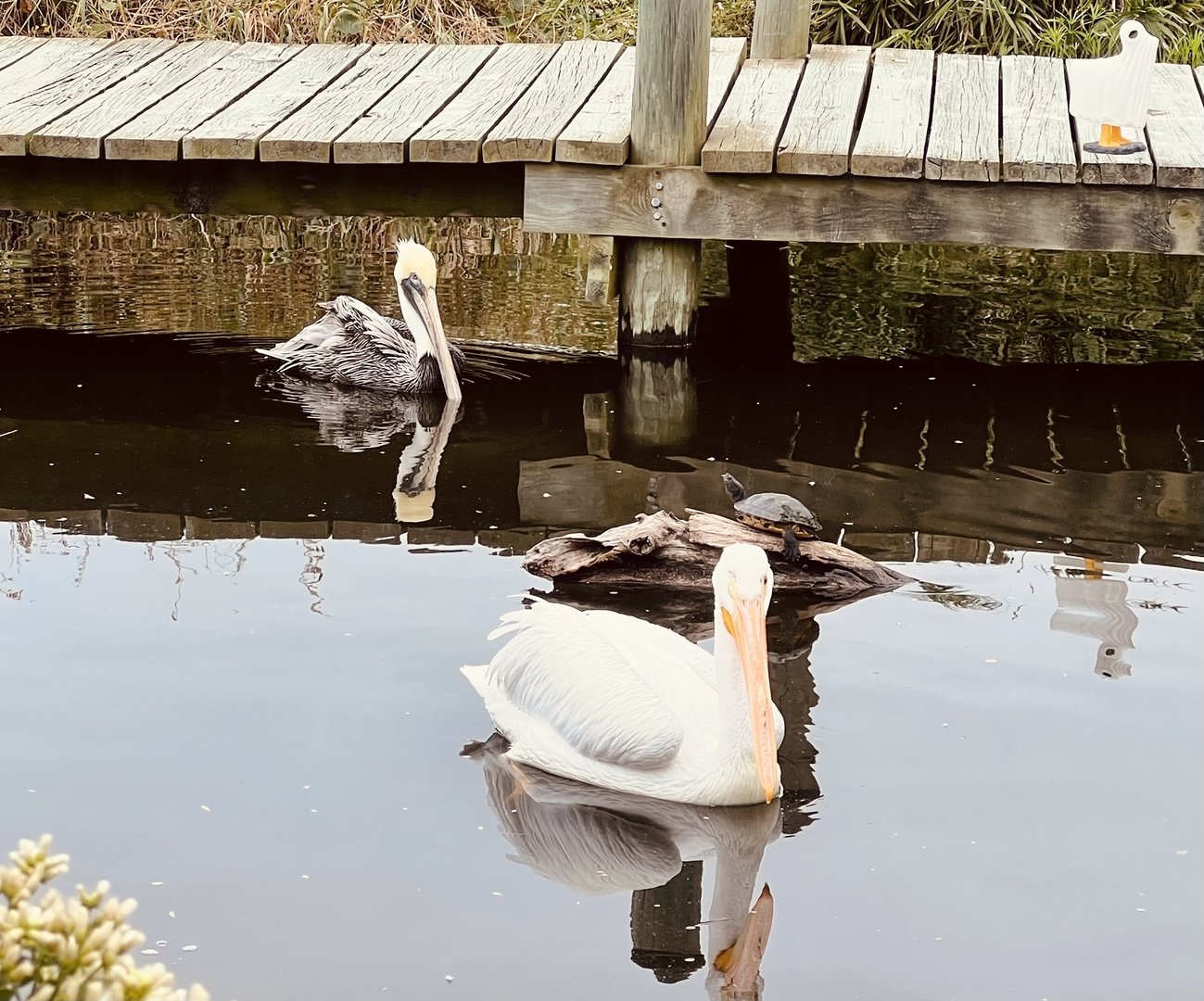 Brown Pelican and American White Pelican