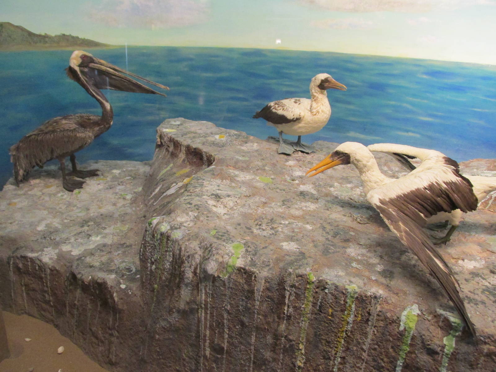 brown pelican and blue footed booby museo de historia natural