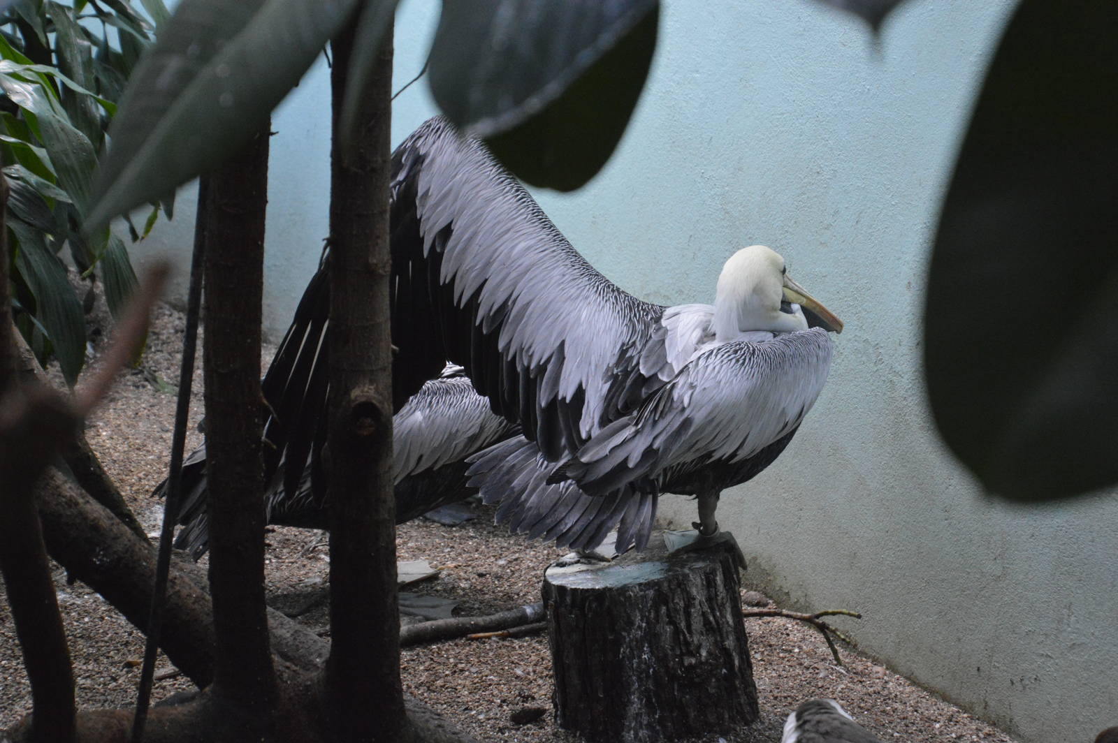 Brown Pelican - Aquatic Birds House 031215