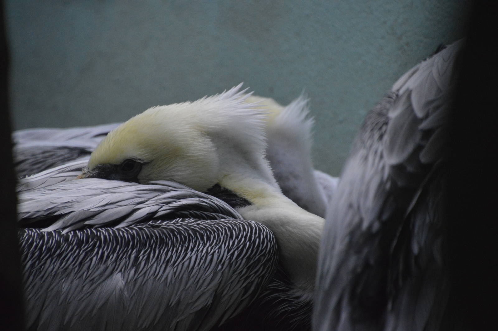 Brown Pelican - Aquatic Birds House 031215
