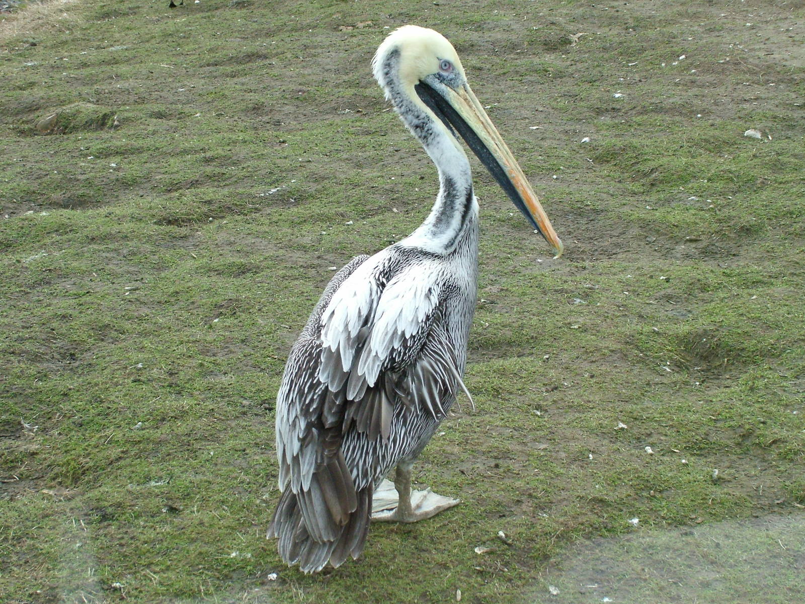 Brown Pelican at Blackbrook Apr 09