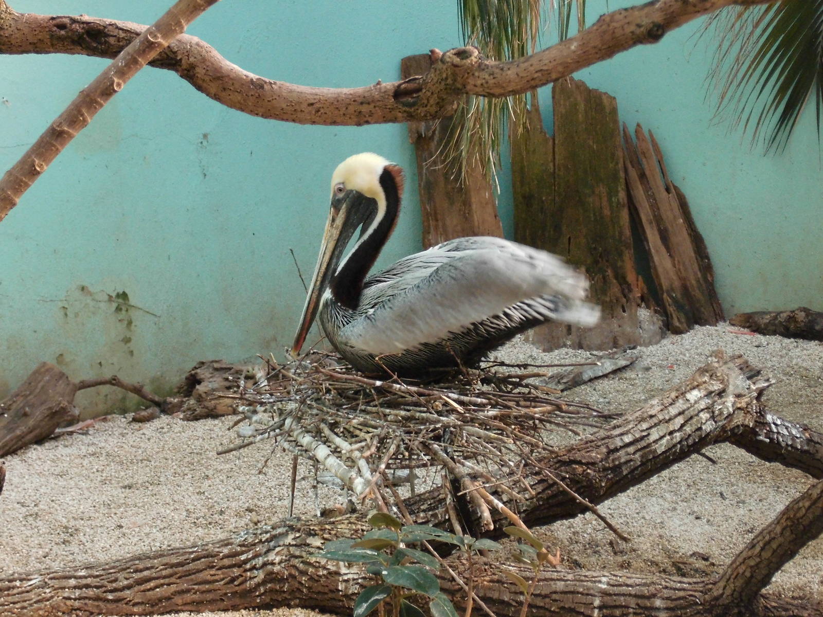 Brown pelican at Bronx zoo 2014-12-27
